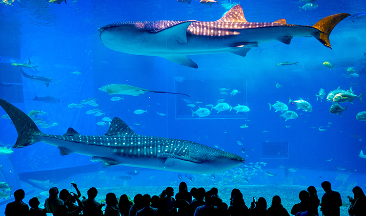 暢享溫馨時光 帶娃暢遊水族館 炫酷海洋動物表演 購物隨心享自由