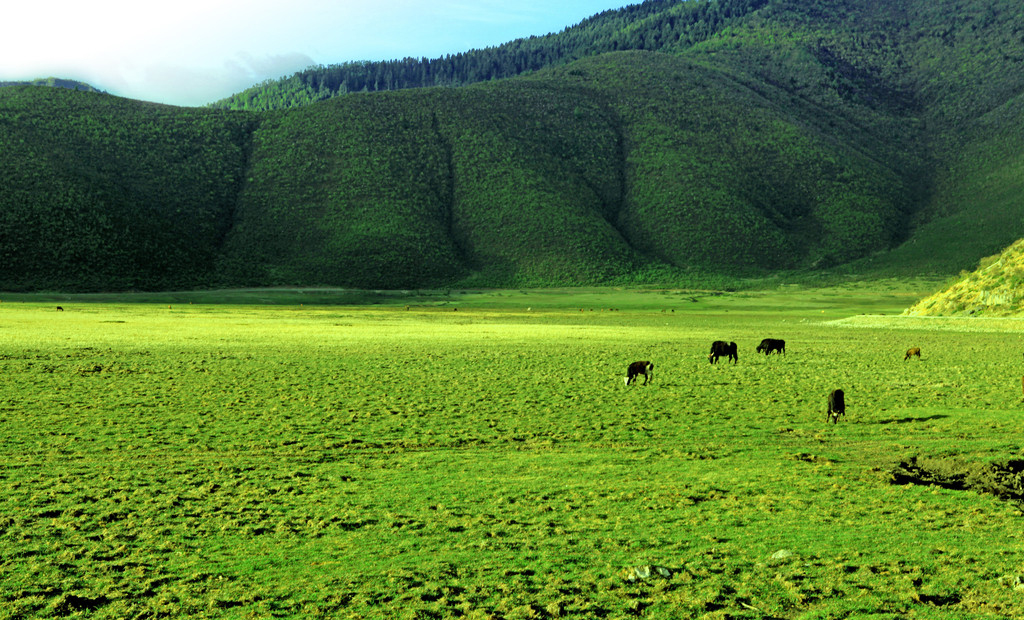 总面积约300平方公里,公园处于滇西北亚高山寒温性针叶林植被带.