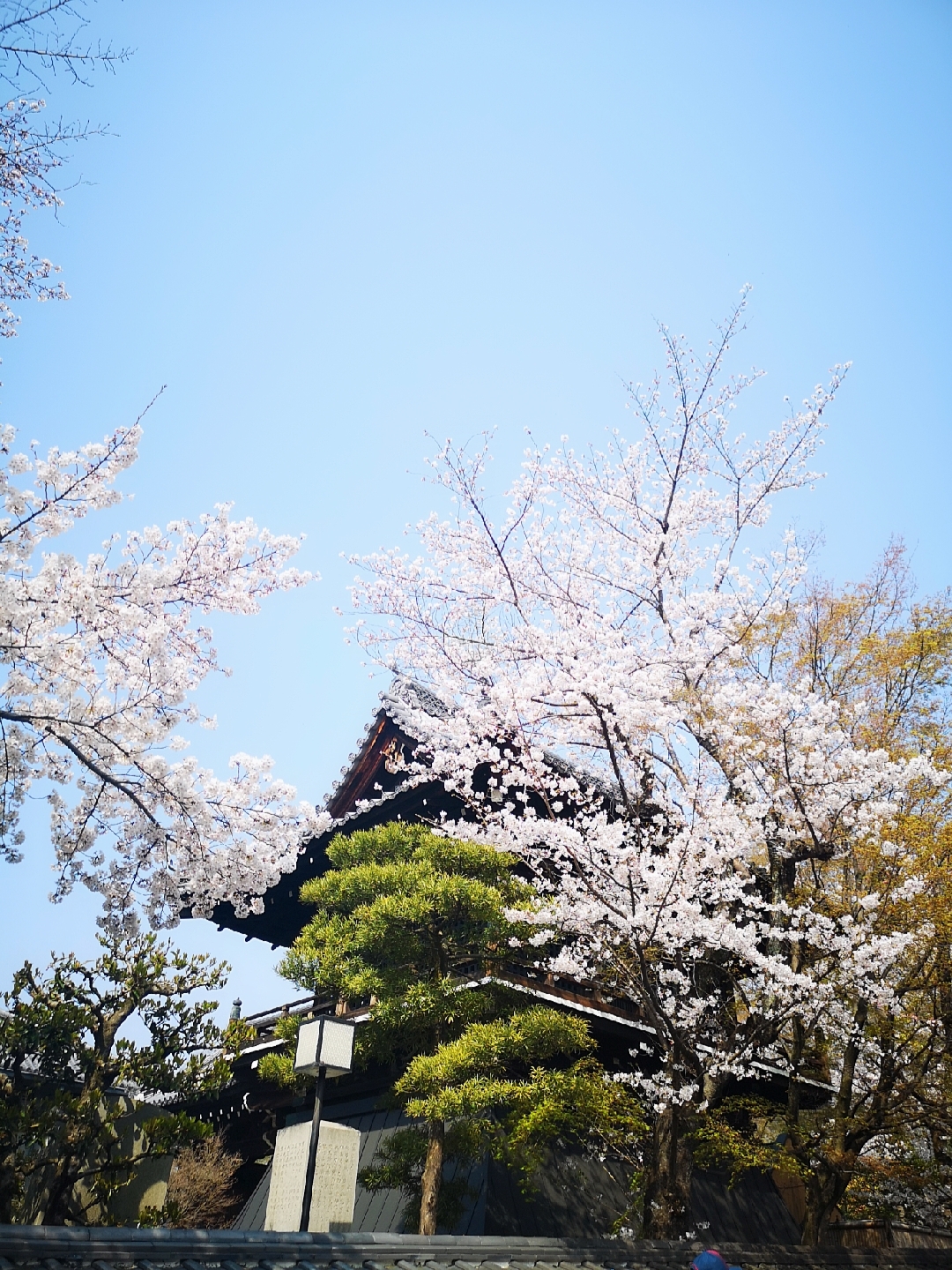 京都自助遊攻略