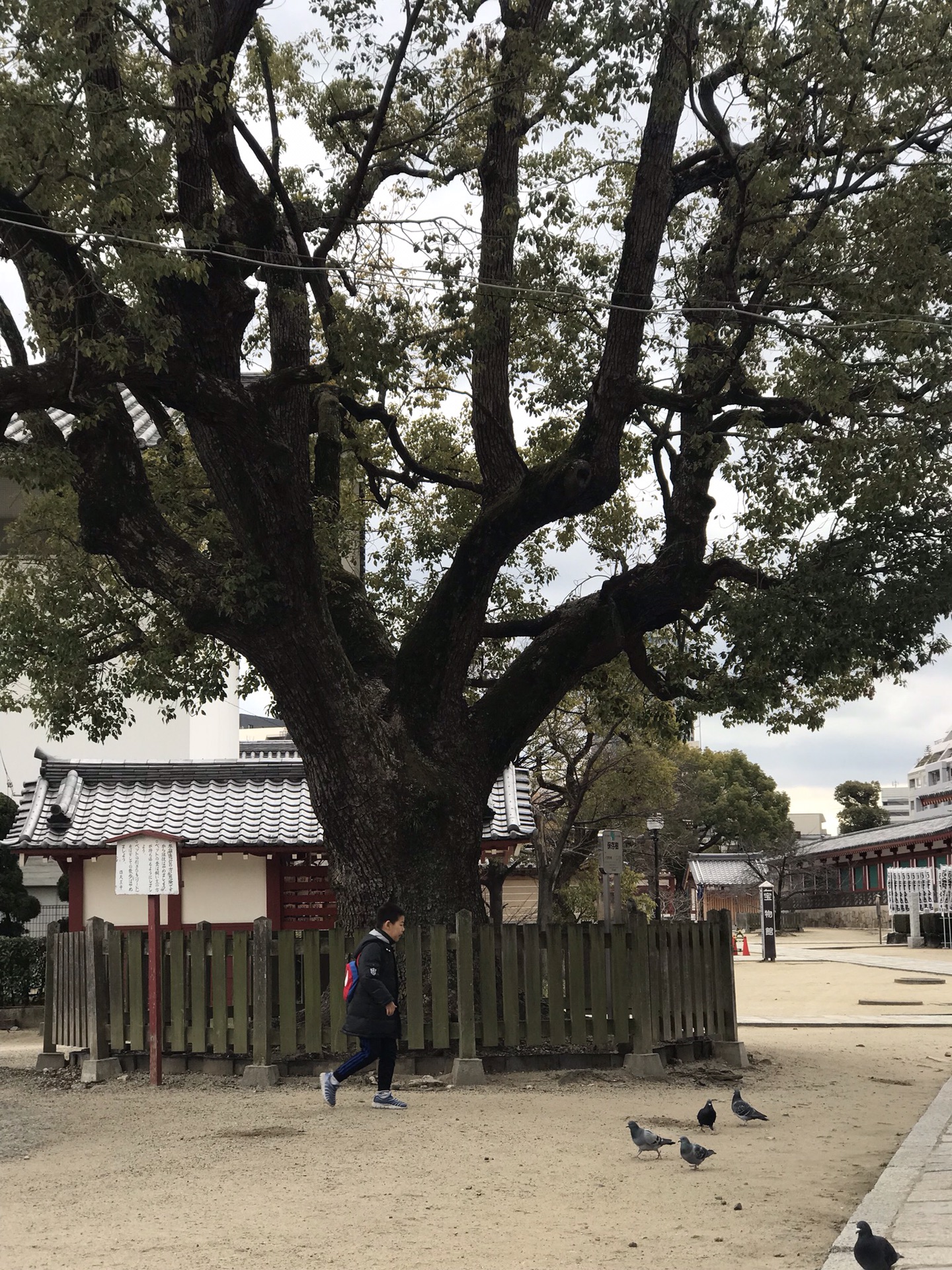 四天王寺五重塔