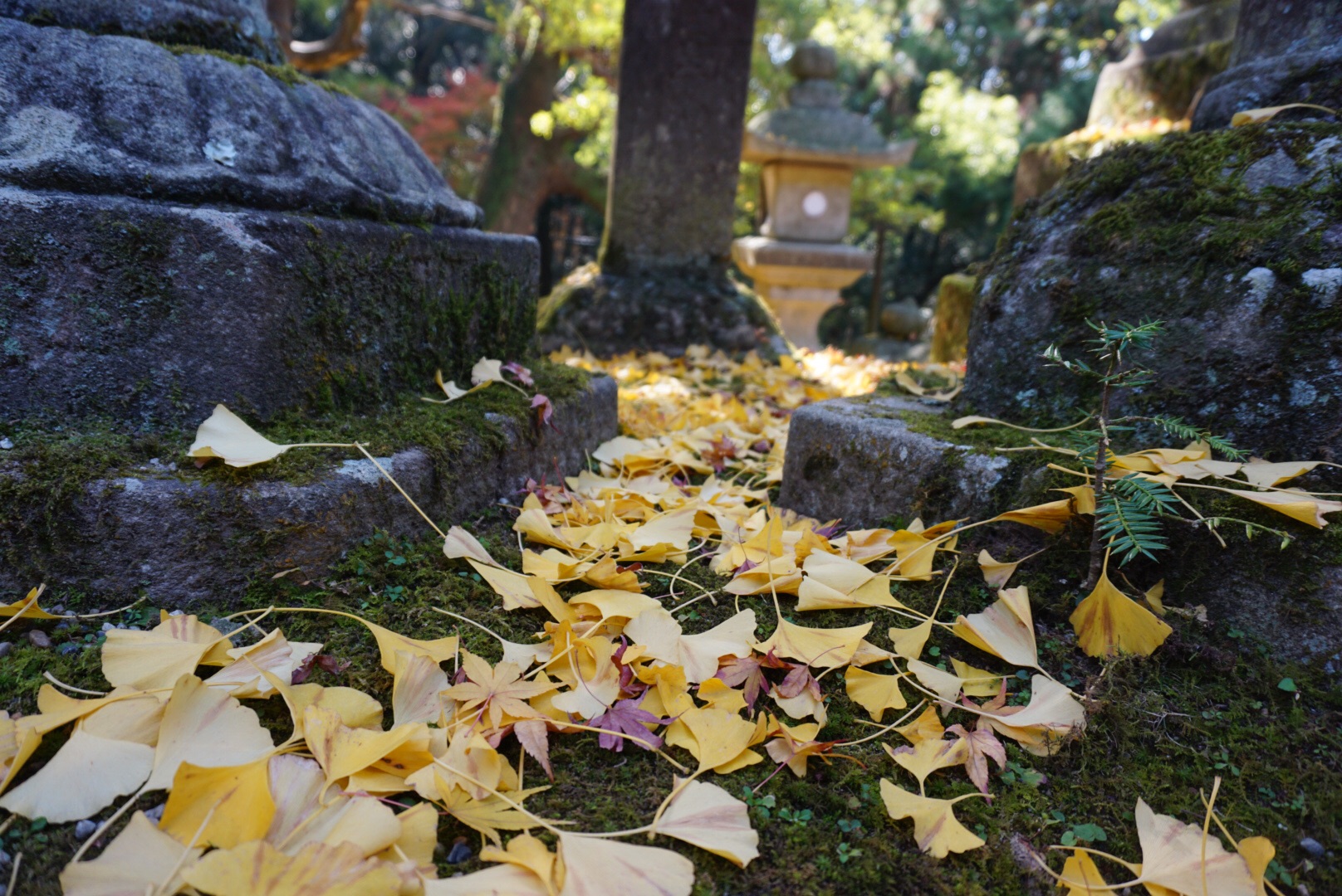 京都自助遊攻略