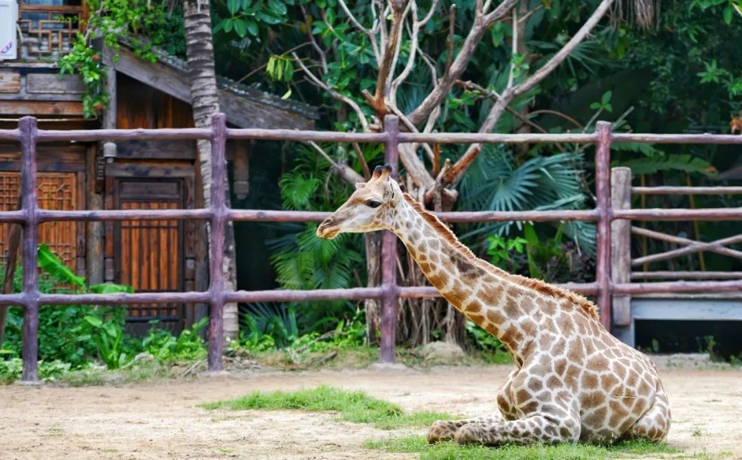 三亚彩色动物园