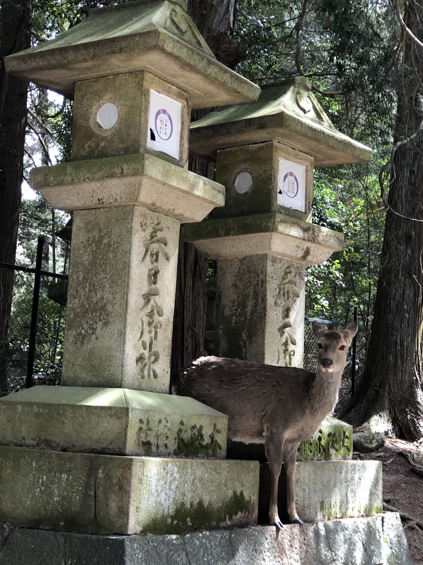 京都自助遊攻略