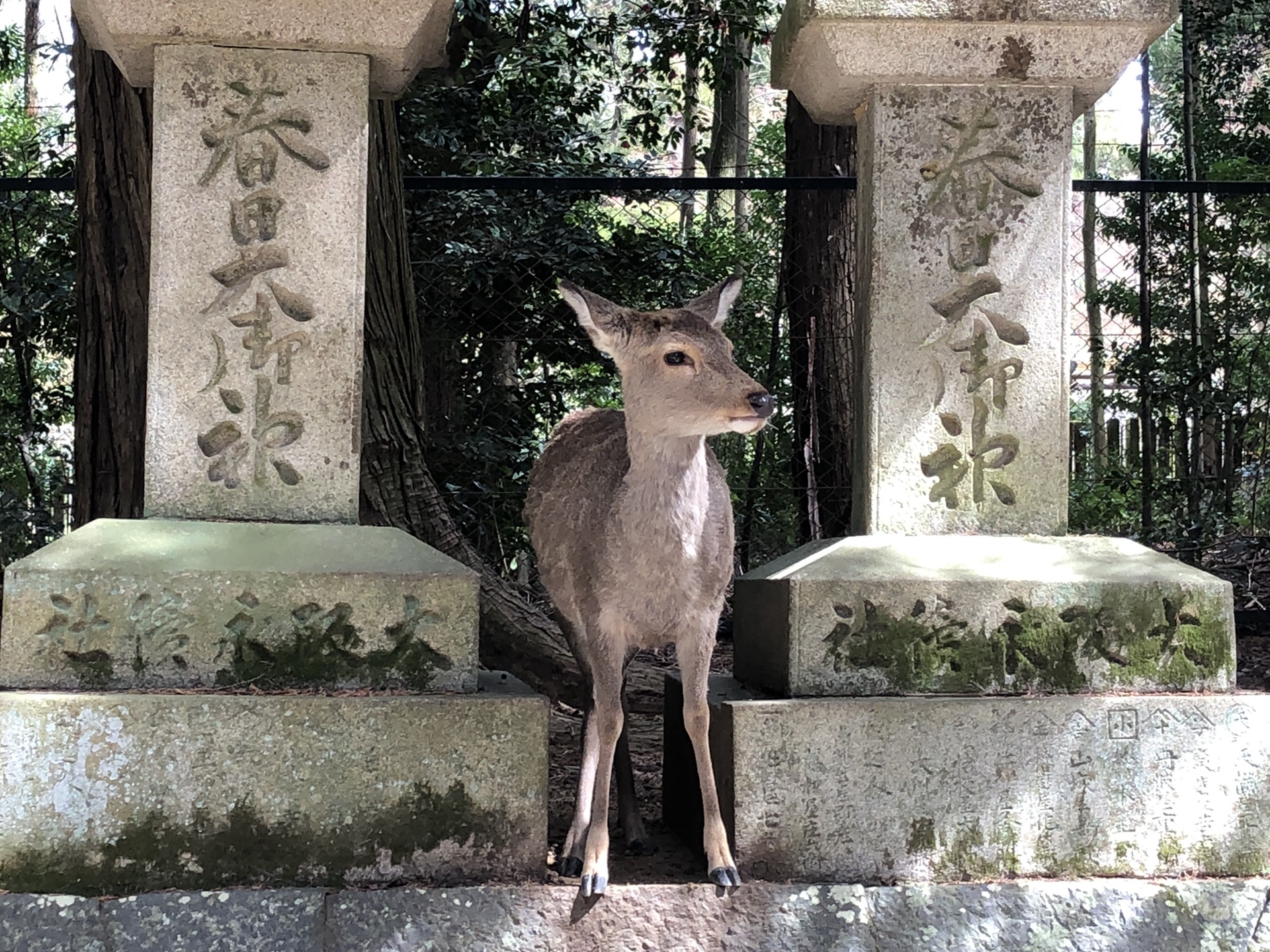 京都自助遊攻略