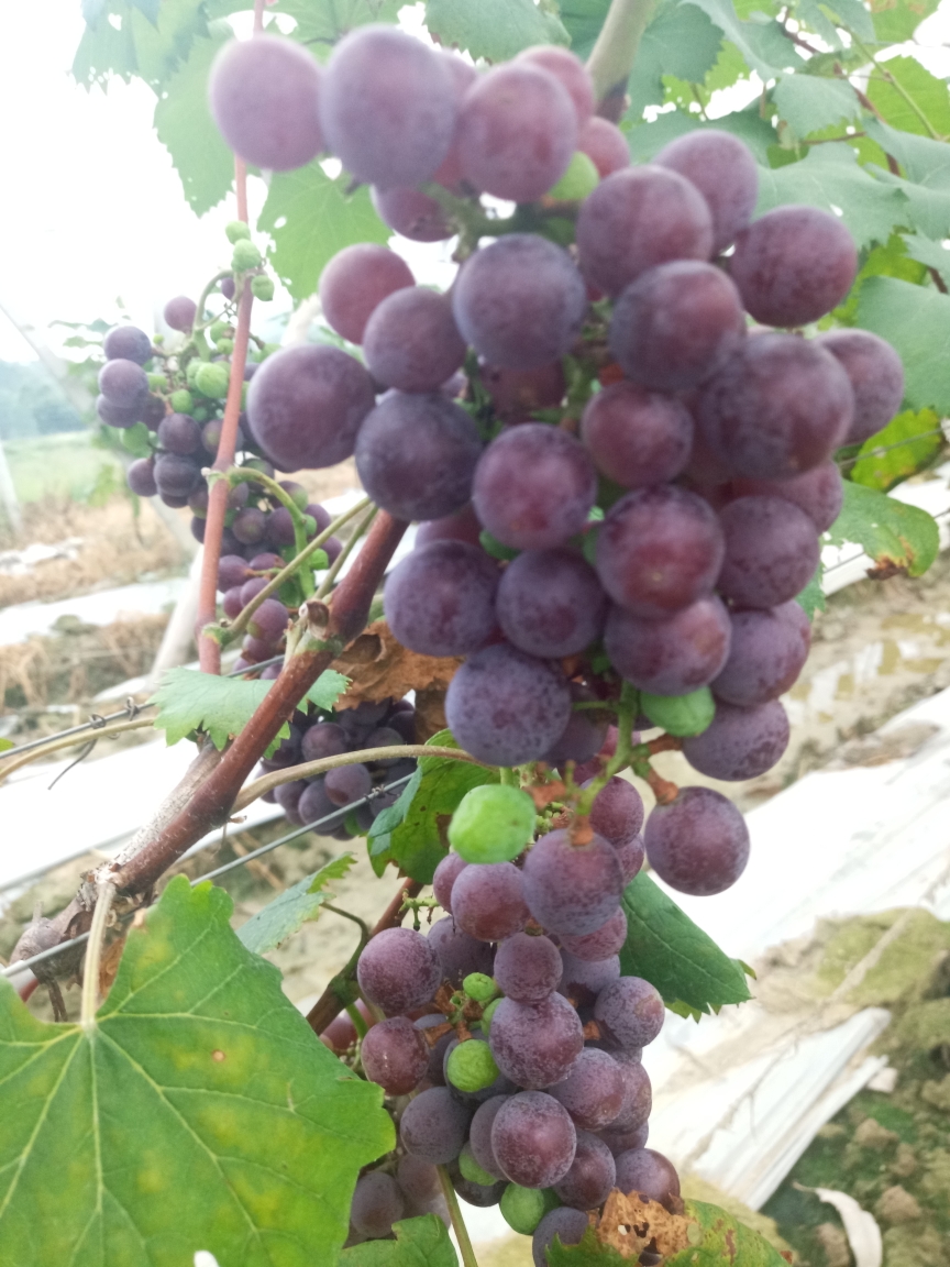 201954早起宝圩巷口榕泉初识那务星谷银湾