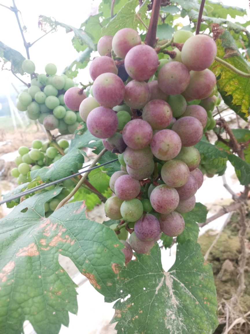 201954早起宝圩巷口榕泉初识那务星谷银湾