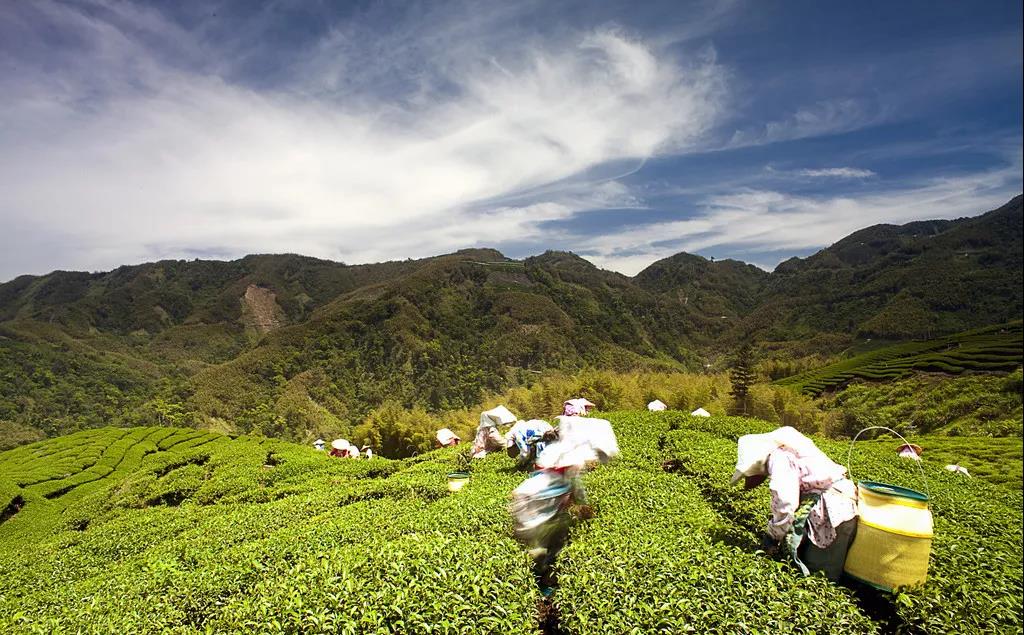 清明茶