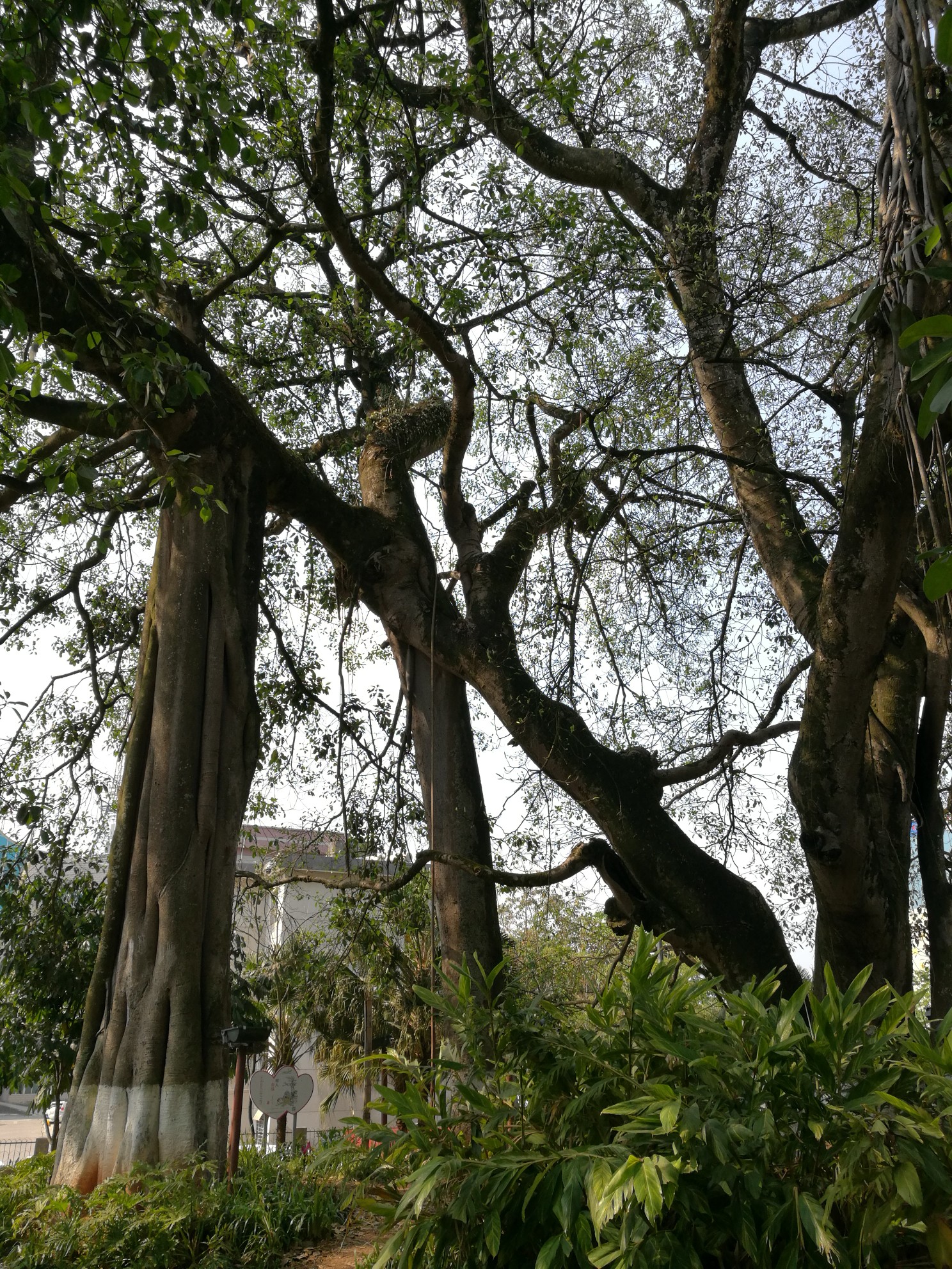 倒生根公园