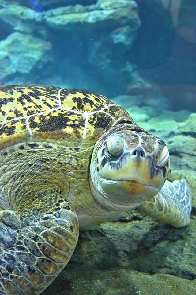 名古屋之行,在万年古都里来一场海洋之旅