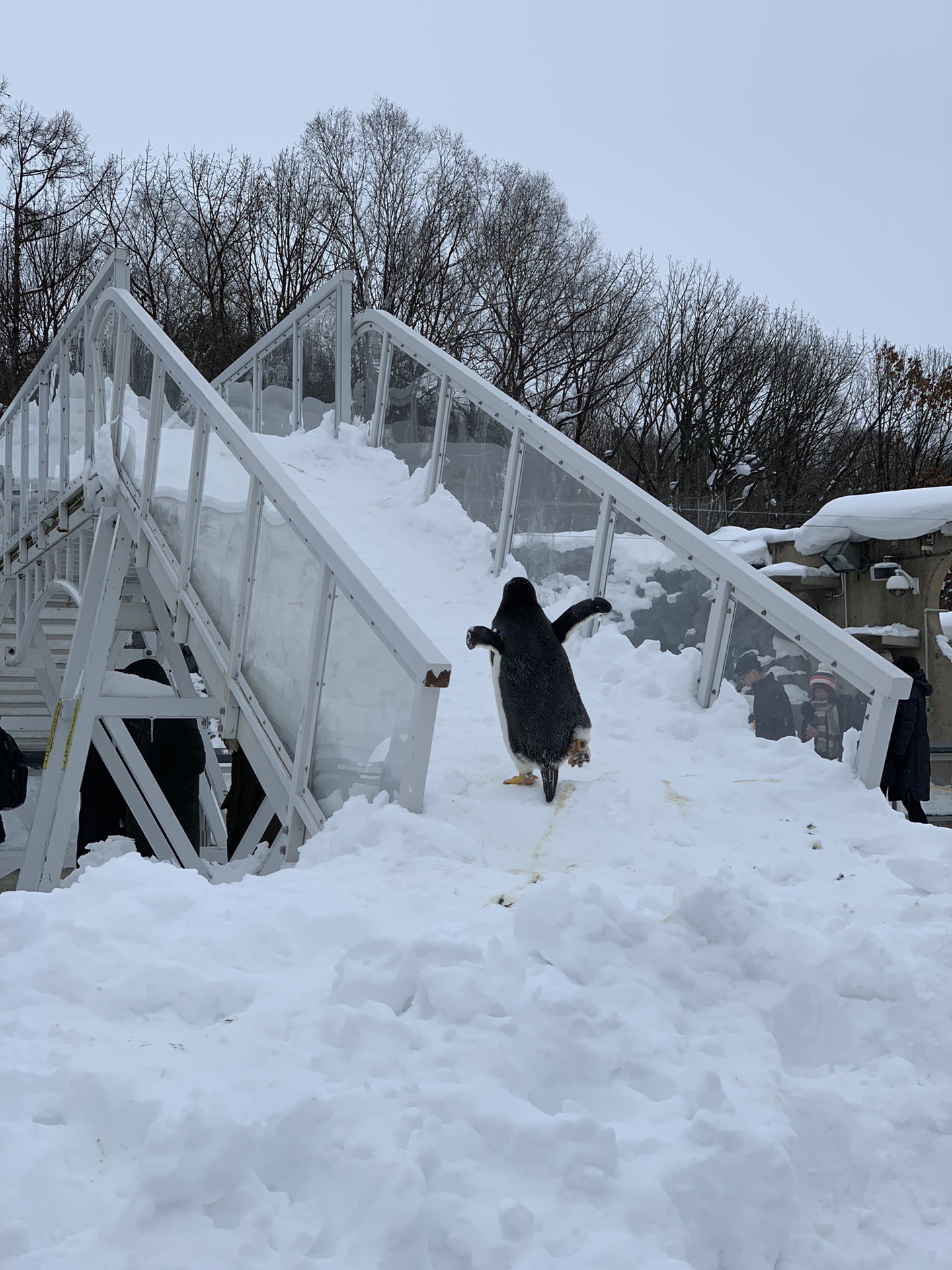 北海道自助遊攻略