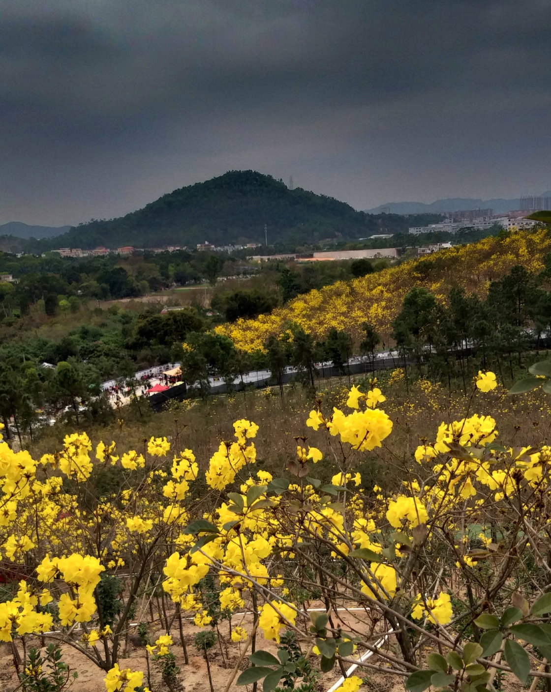 中山游之二南朗云梯山黄花风铃木