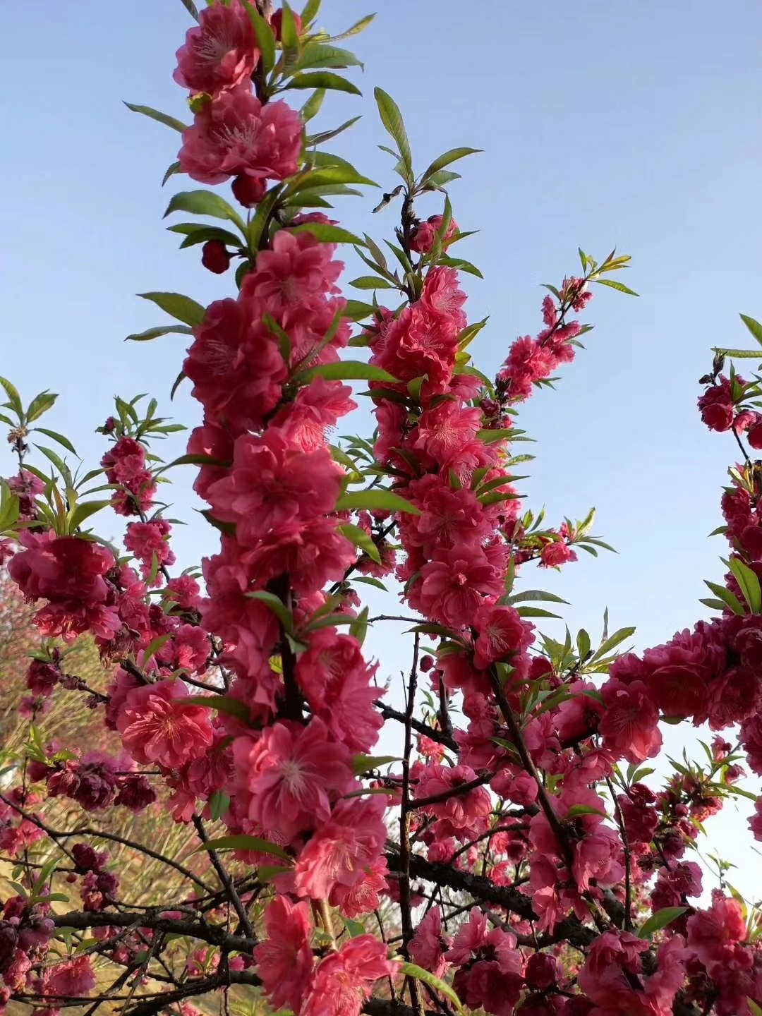 十里桃花朵朵開