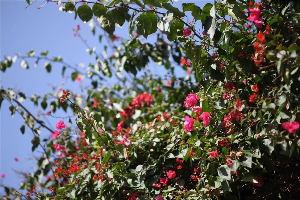 春分日和,周末走进厦门东坪山来场诗意的清凉之旅