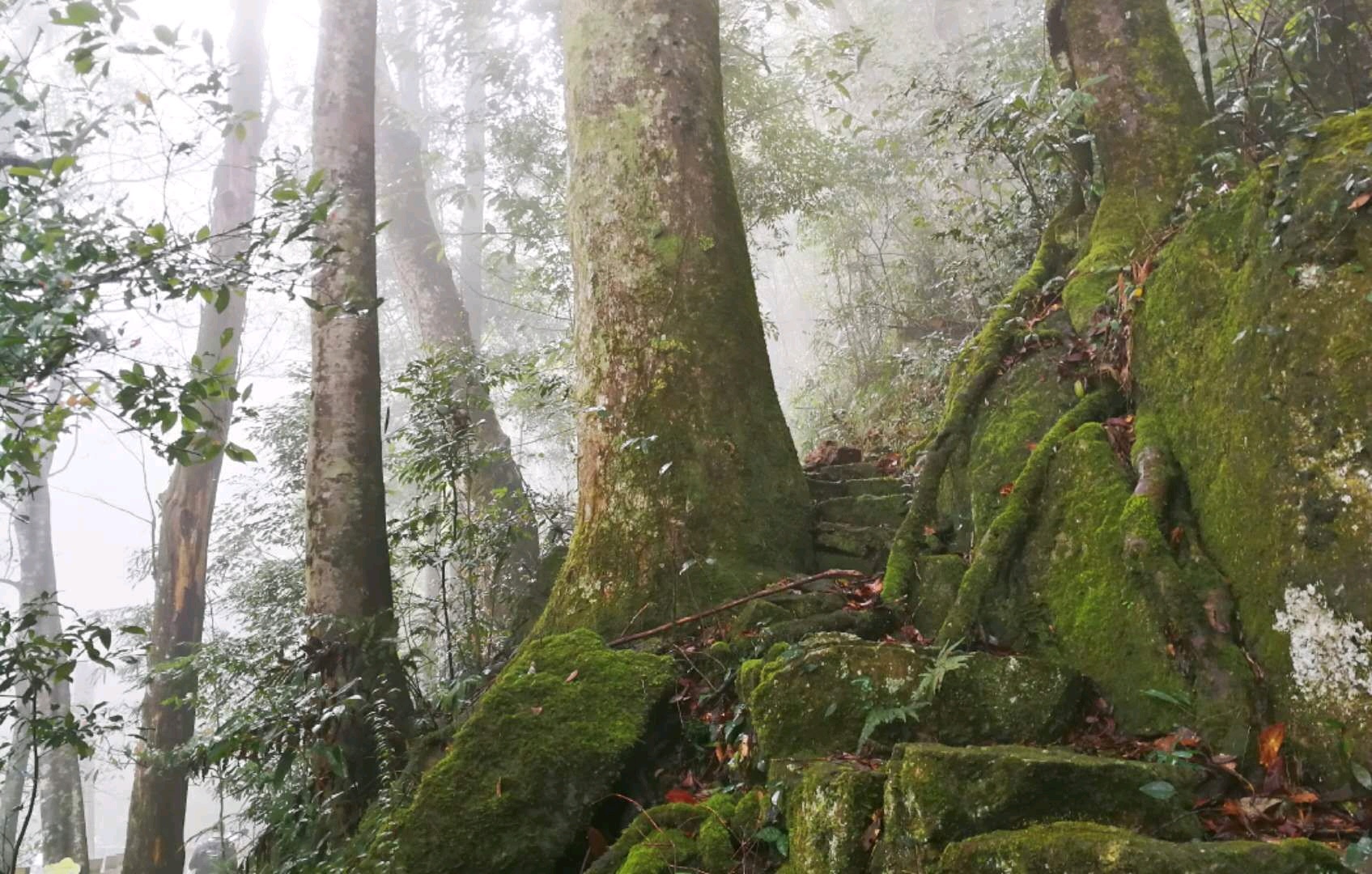龙岩上杭红豆杉生态园