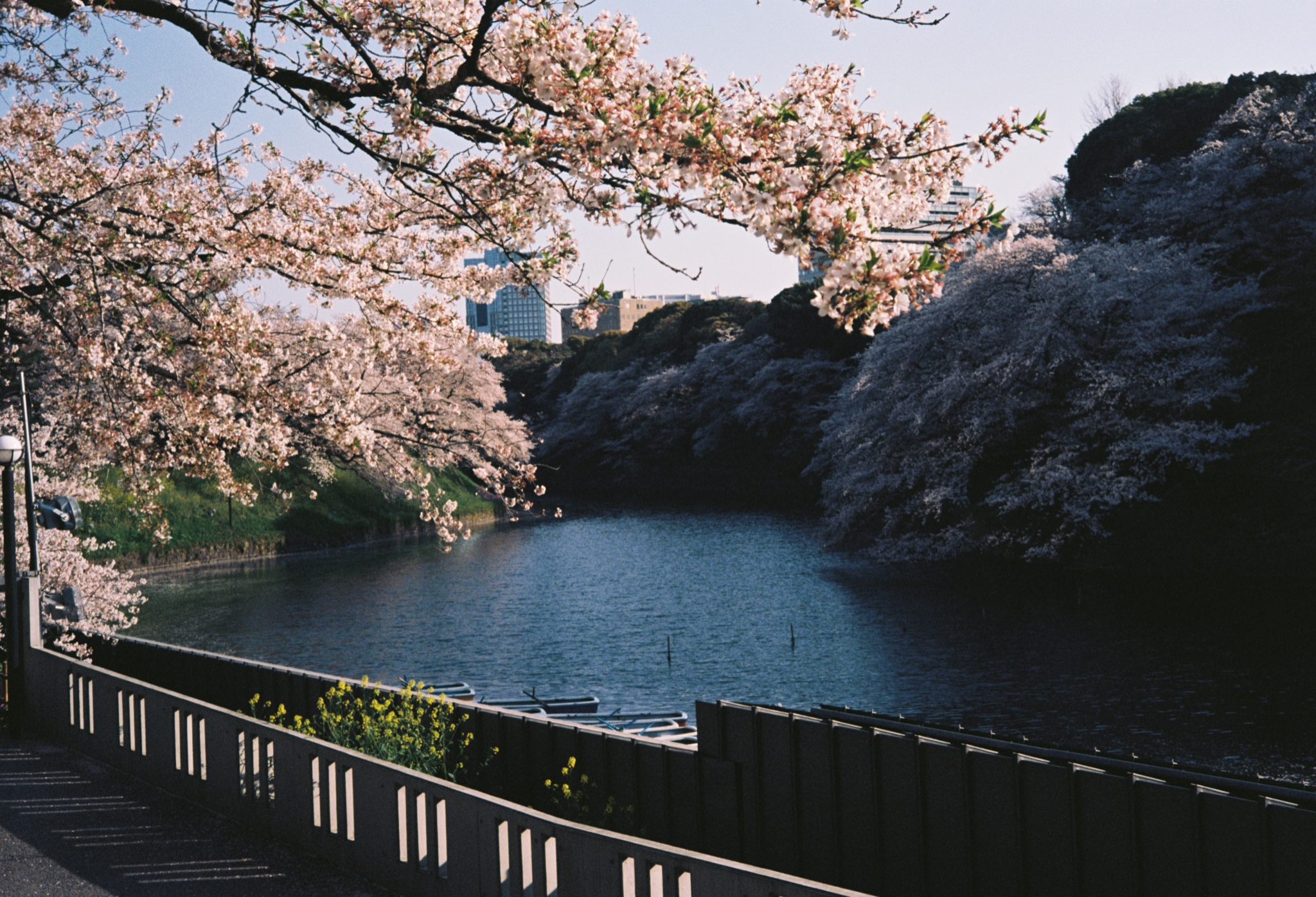 東京自助遊攻略