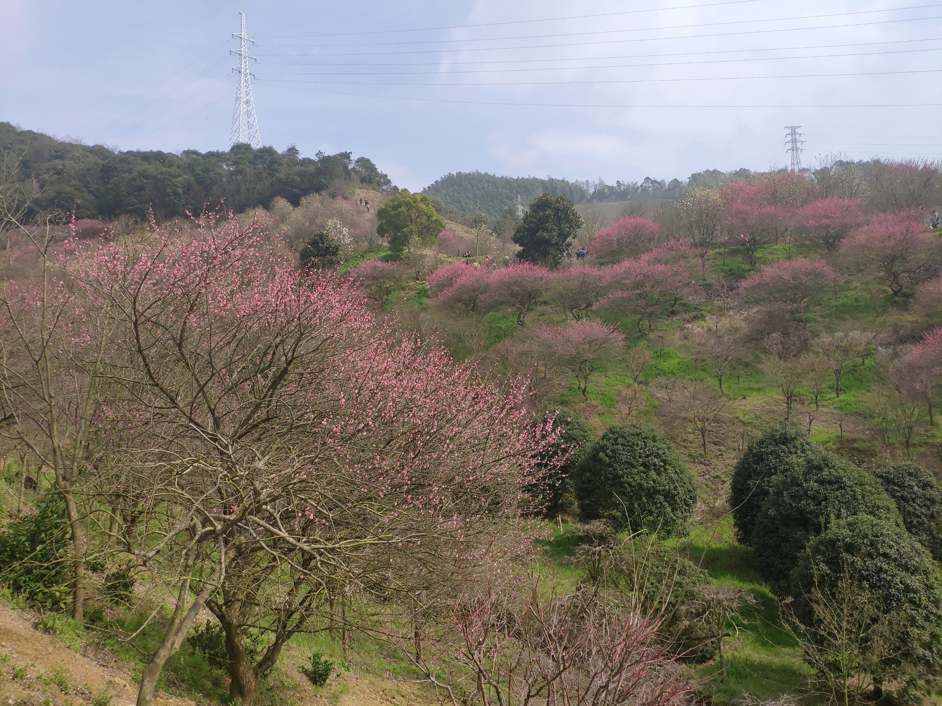 新建花海农庄