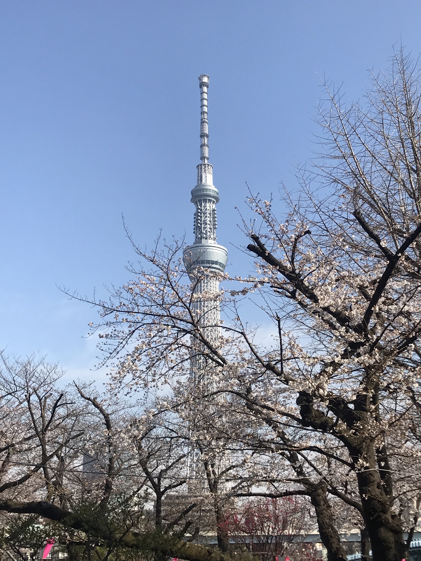赏樱东京 目黑川 浅草 上野恩赐公园