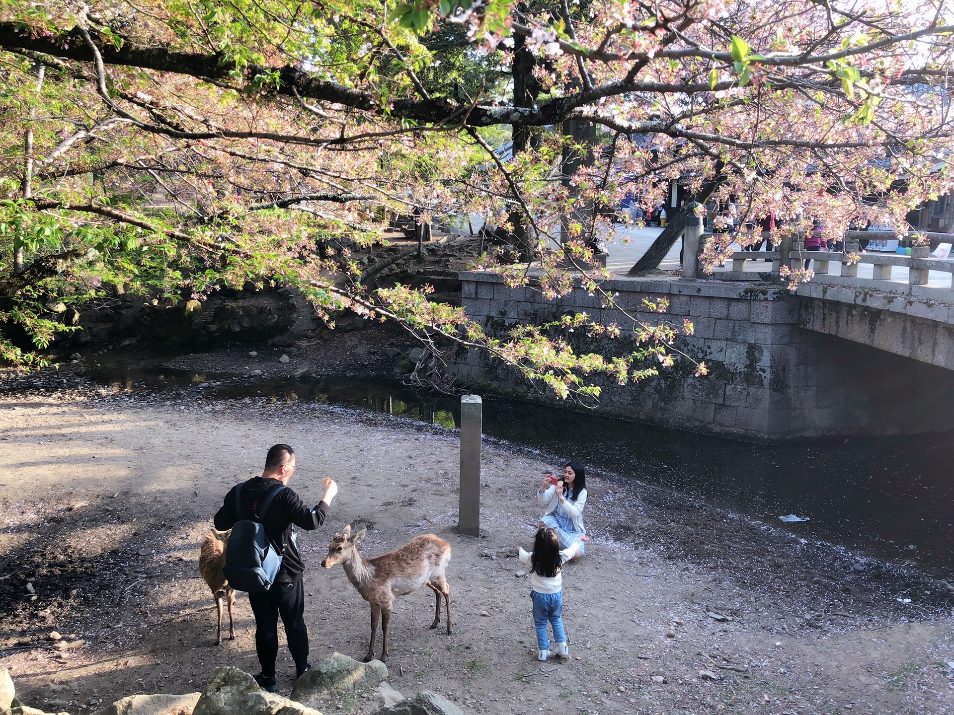 京都自助遊攻略