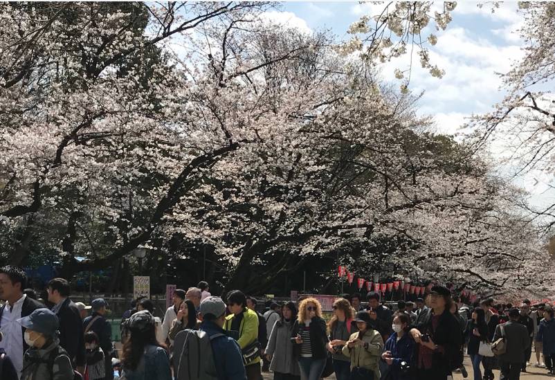 2019賞櫻攻略:東京賞櫻名地 一個都不能錯過