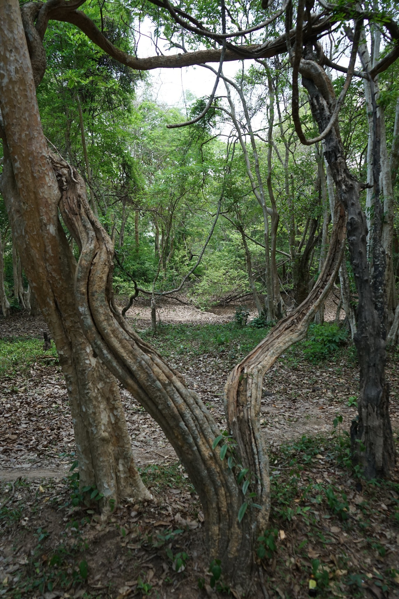 柬埔寨自助遊攻略