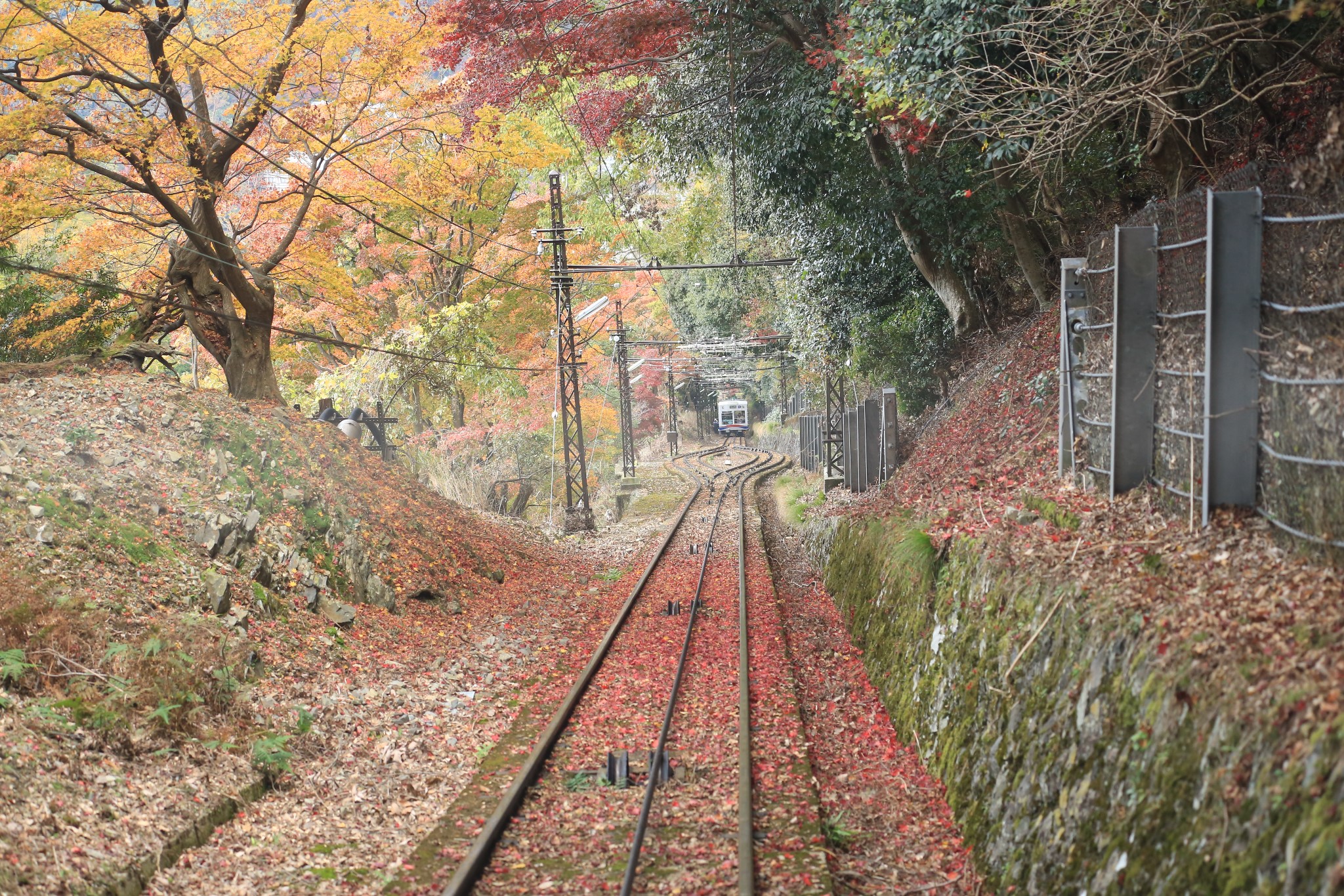 京都自助遊攻略