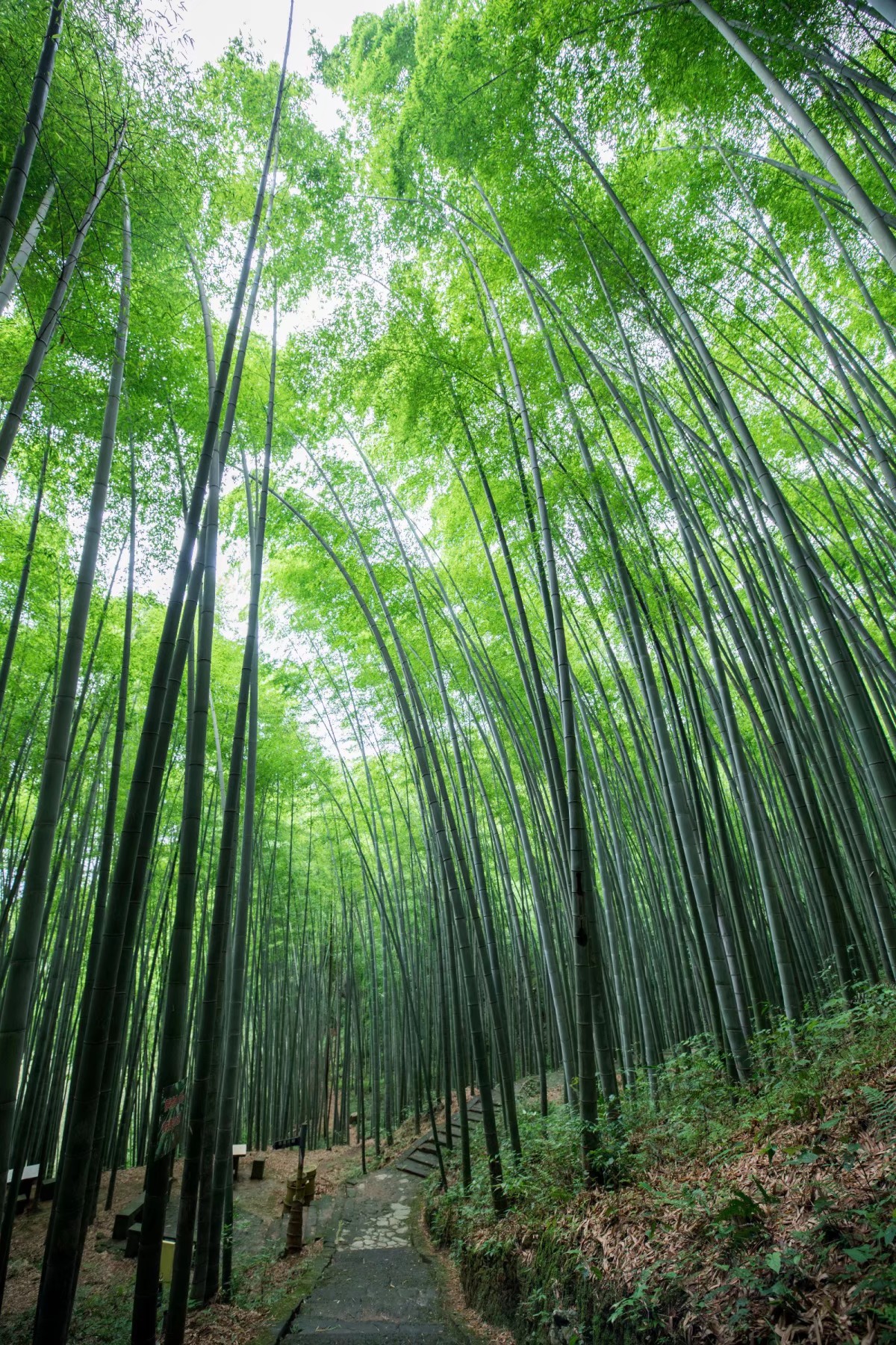 大竹旅游景点大全排名图片