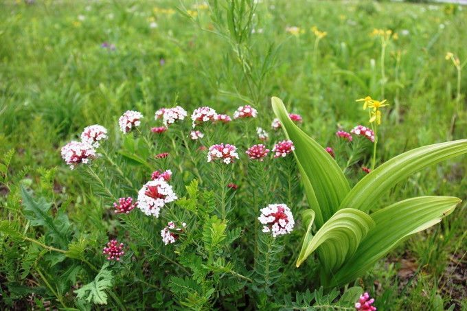北方几月份种芥兰 wKgEaVym2xqAZP-nAATsOtlBEbk89.jpeg?imageView2%2F2%2Fw%2F680%2Fq%2F90%7CimageMogr2%2Fstrip%2Fquality%2F90