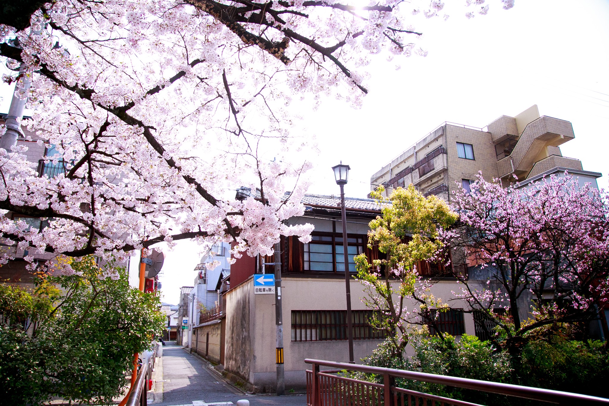 京都自助遊攻略