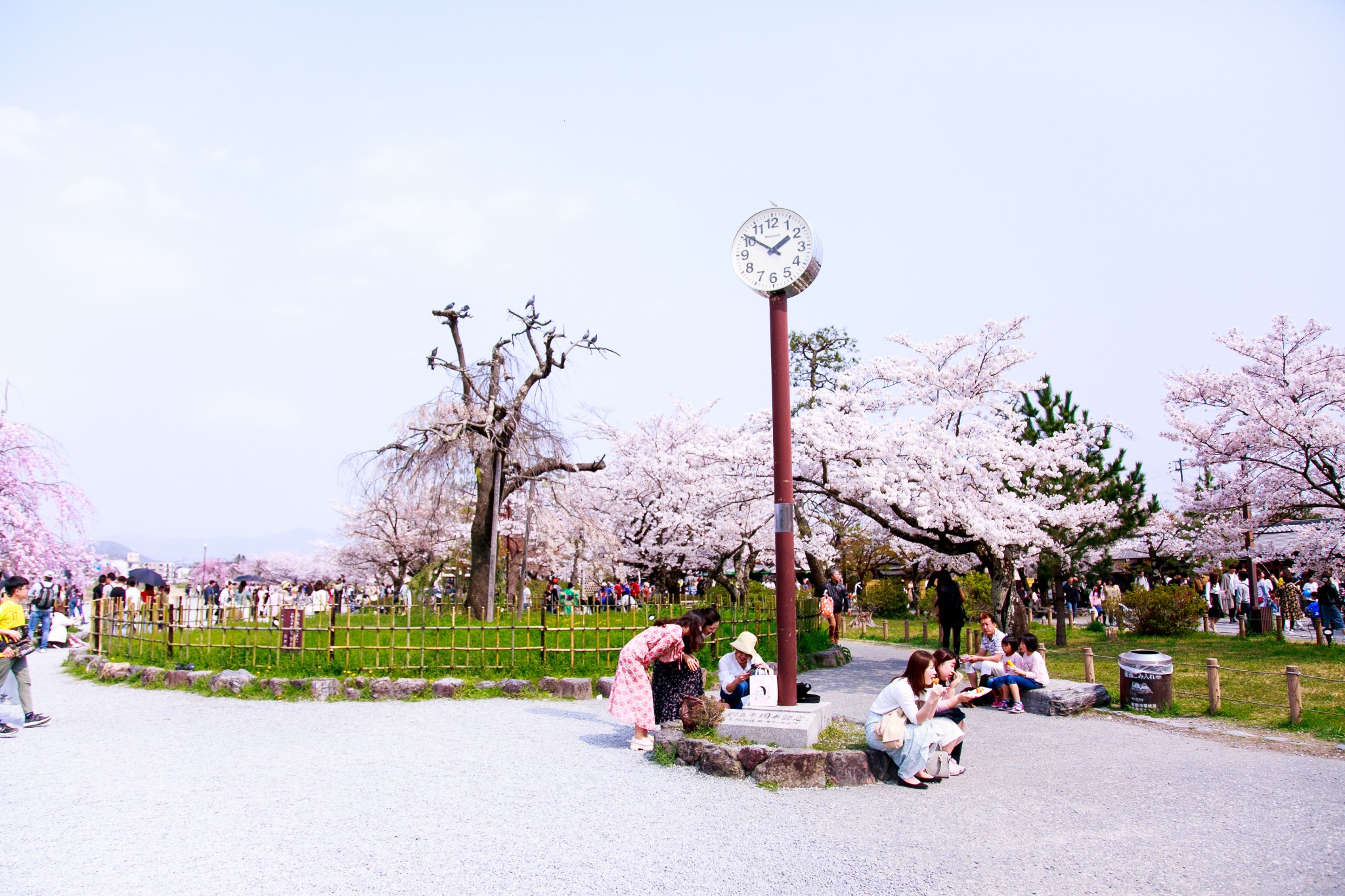 京都自助遊攻略