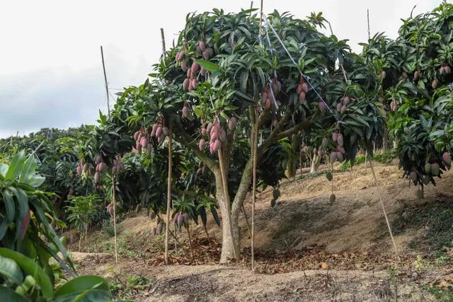 海南三亚树上熟的贵妃芒,满足你对芒果的所有期待!