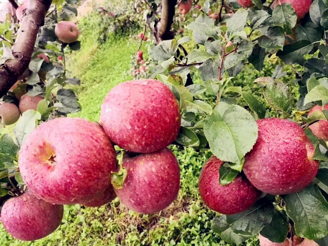                  小凉山苹果