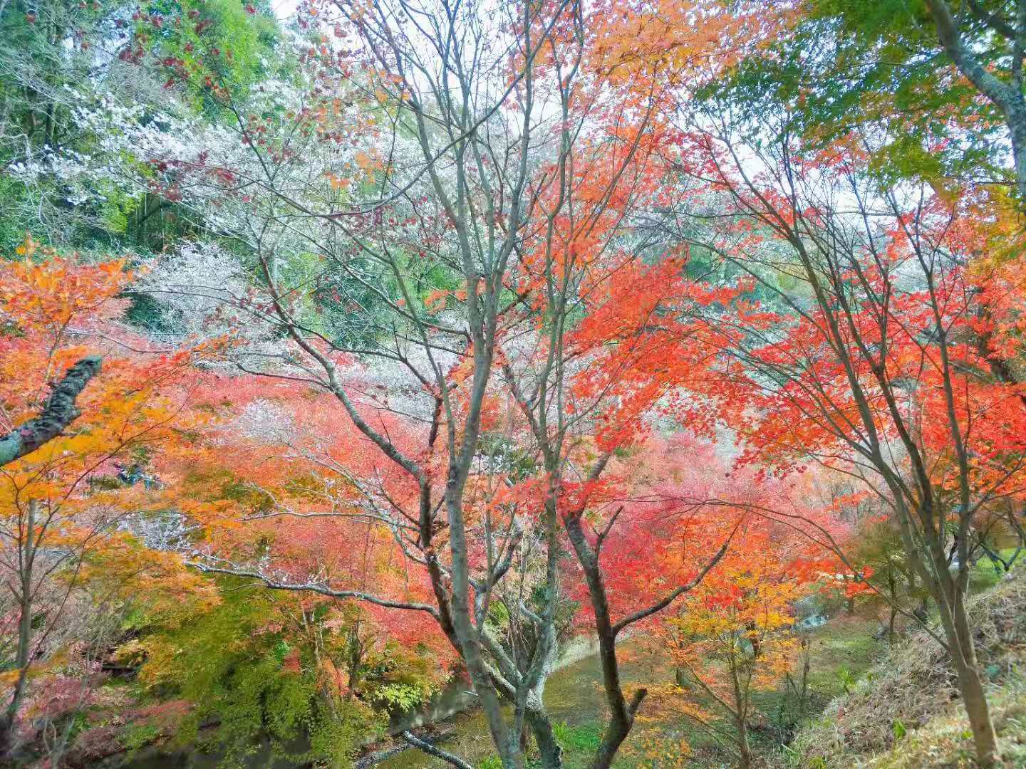 名古屋自助遊攻略