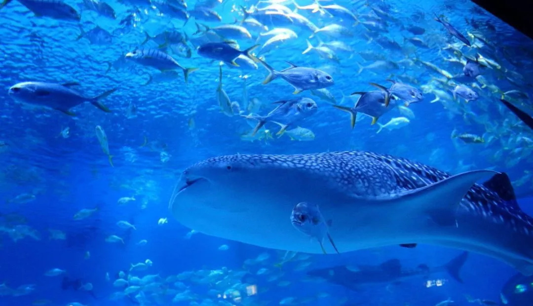 烟台蓬莱海底世界邀你与海洋生灵共舞!