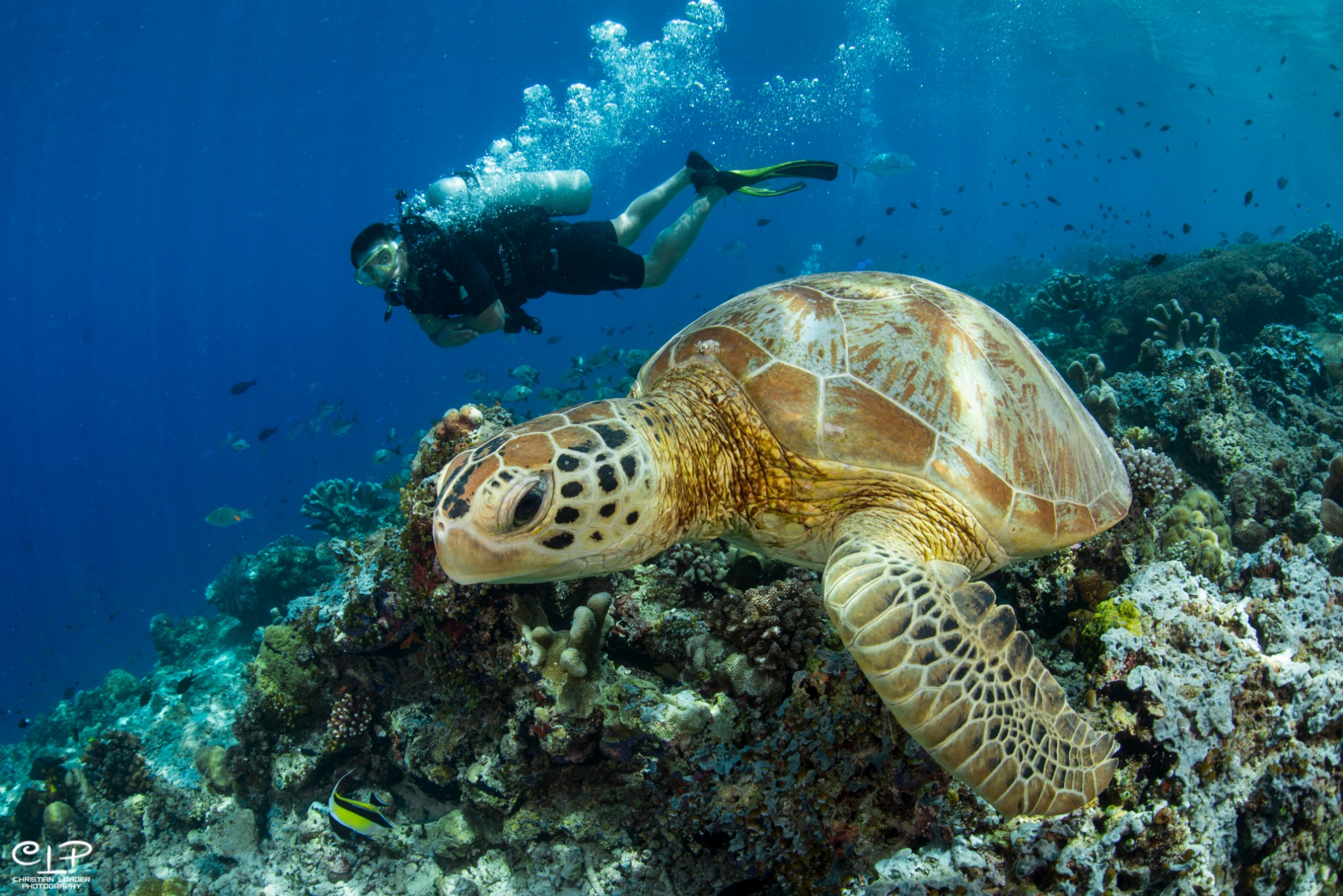 2019仙本那潜水考证最全攻略-成为潜水员的必看攻略