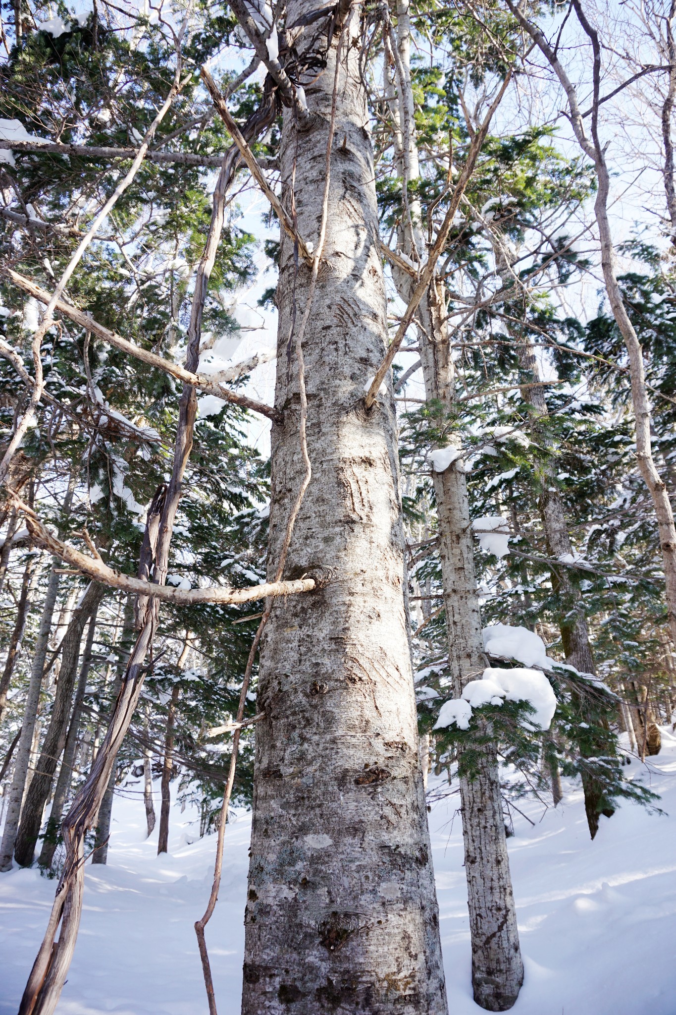 北海道自助遊攻略