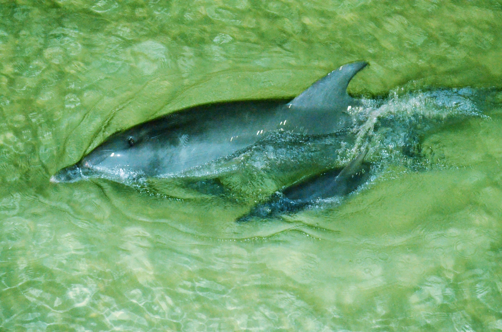 亲手喂海豚是种怎样的体验?玩转摩顿岛全攻略!