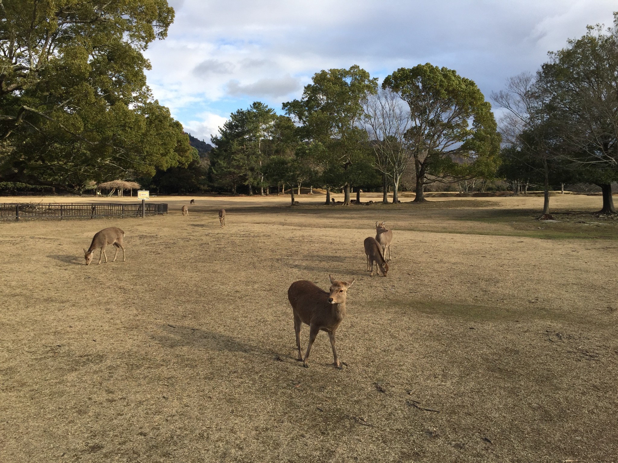 日本行(第二篇)奈良鹿苑