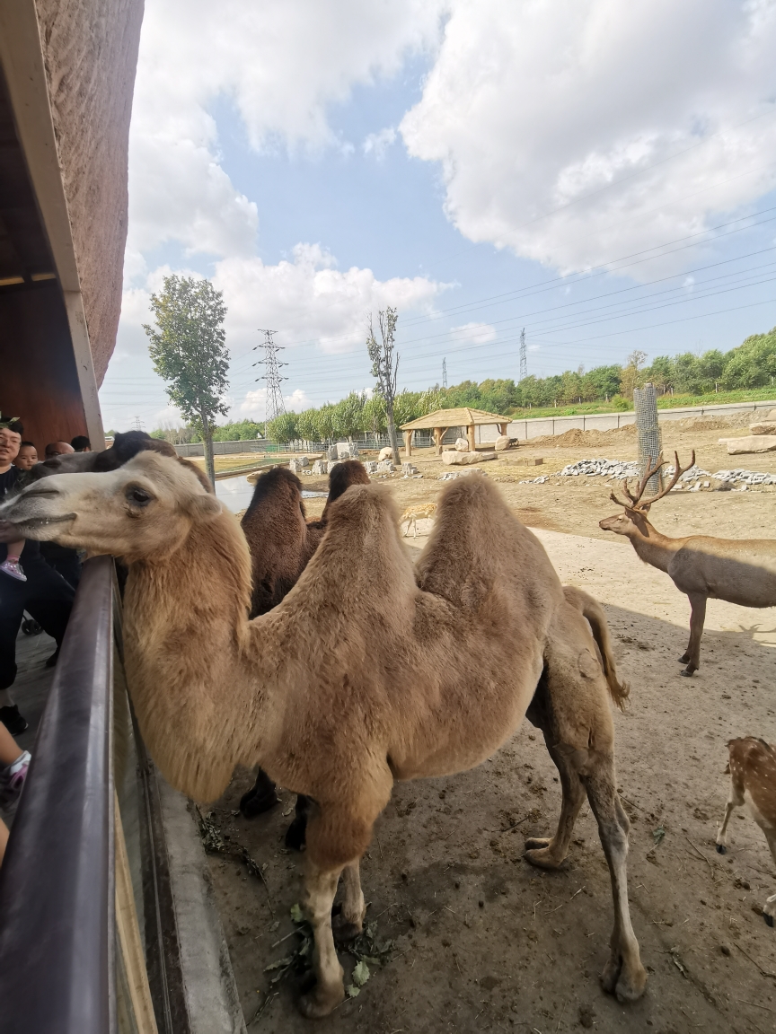 齊齊哈爾龍沙動植物園,夜市,龍沙公園自駕三天兩晚