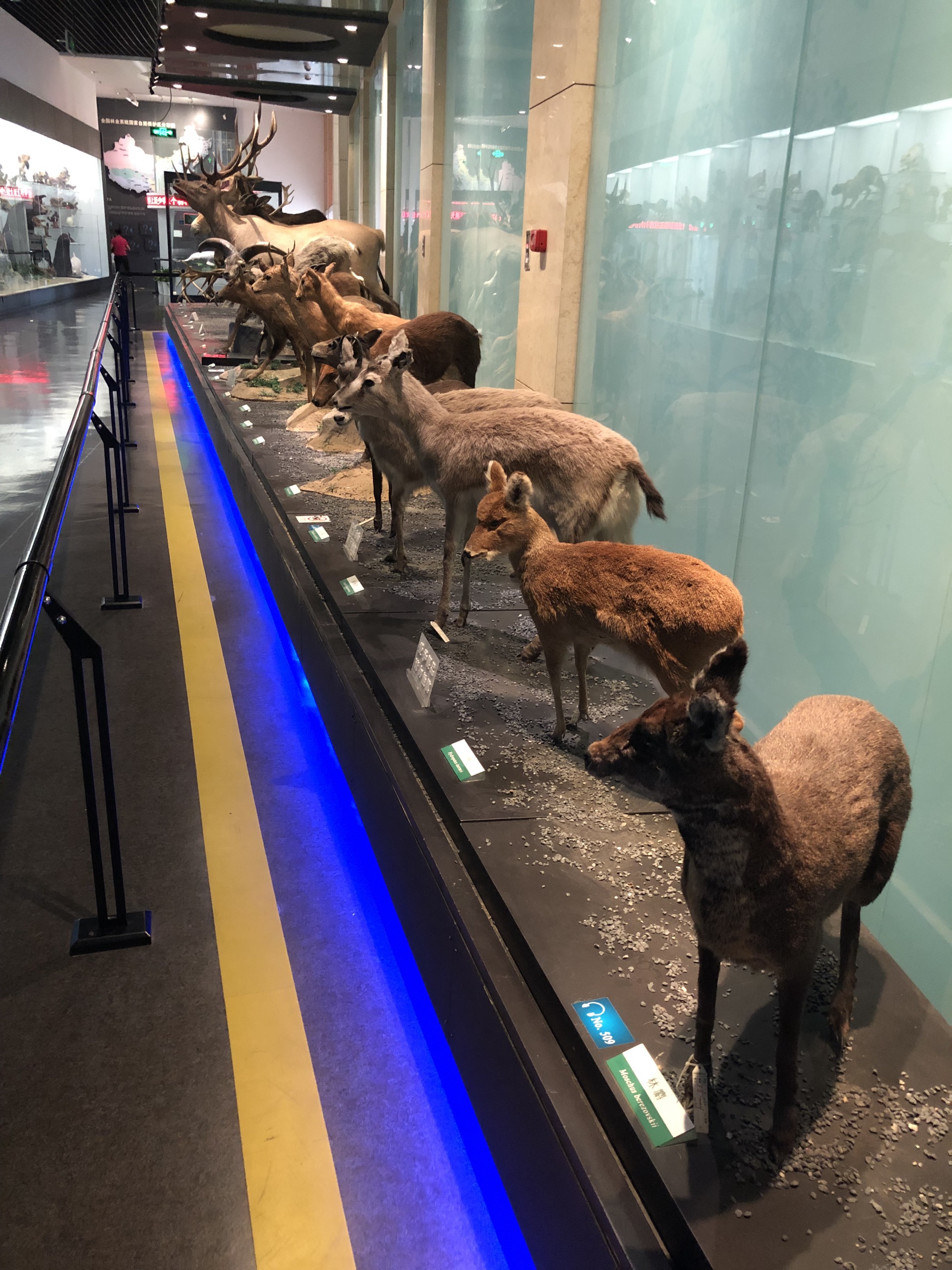 动物博物馆 马蜂窝