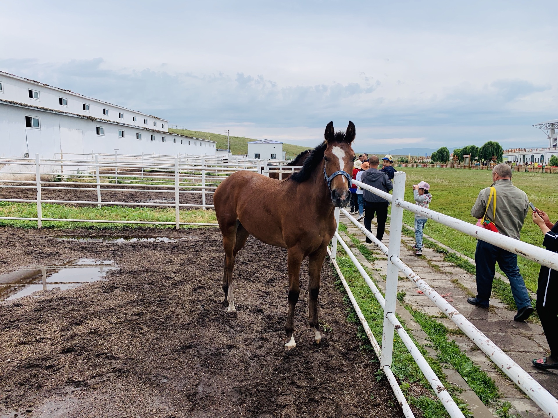 带爸妈的旅行之昭苏马场77尼勒克