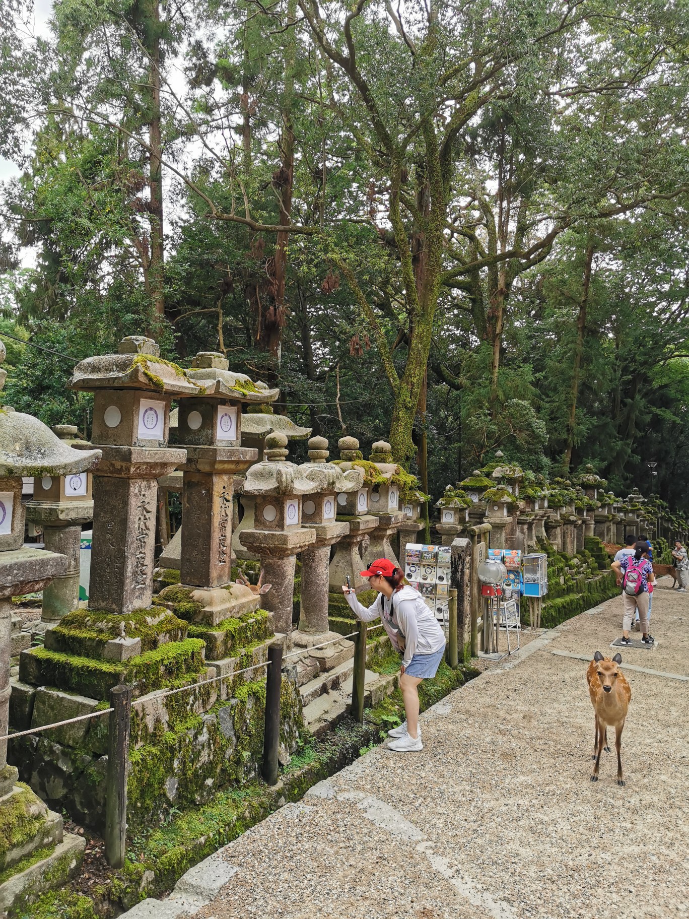 京都自助遊攻略