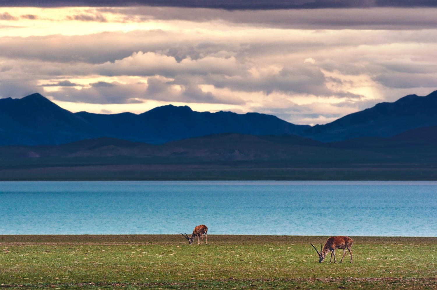 青海可可西里丨人类最后一片净土中国最伟大的荒野