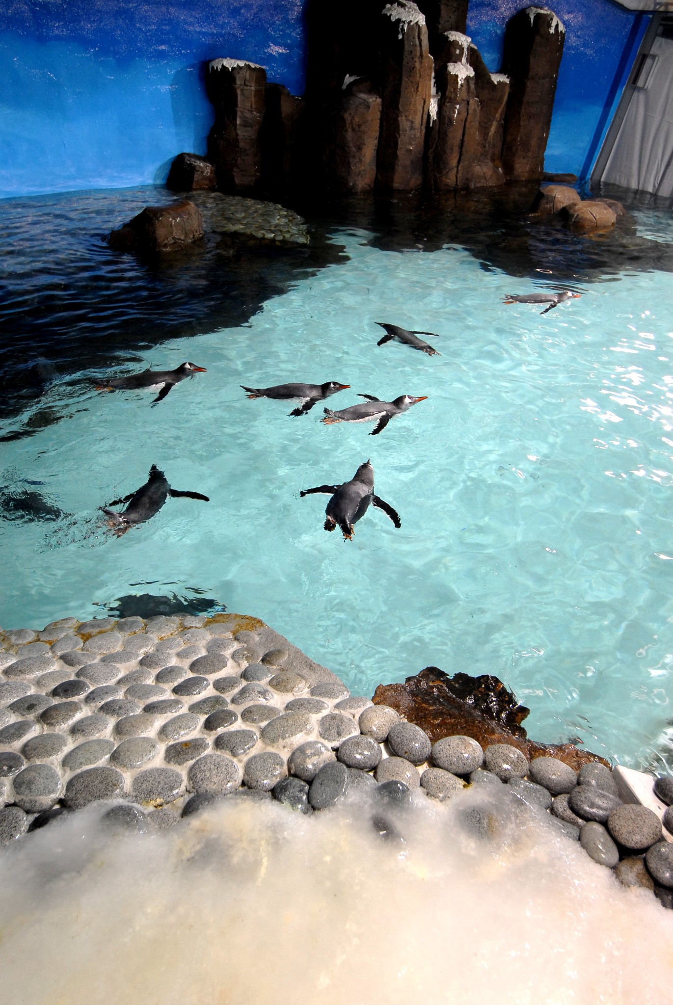 墨尔本水族馆全攻略,一起探索神奇的海底世界!