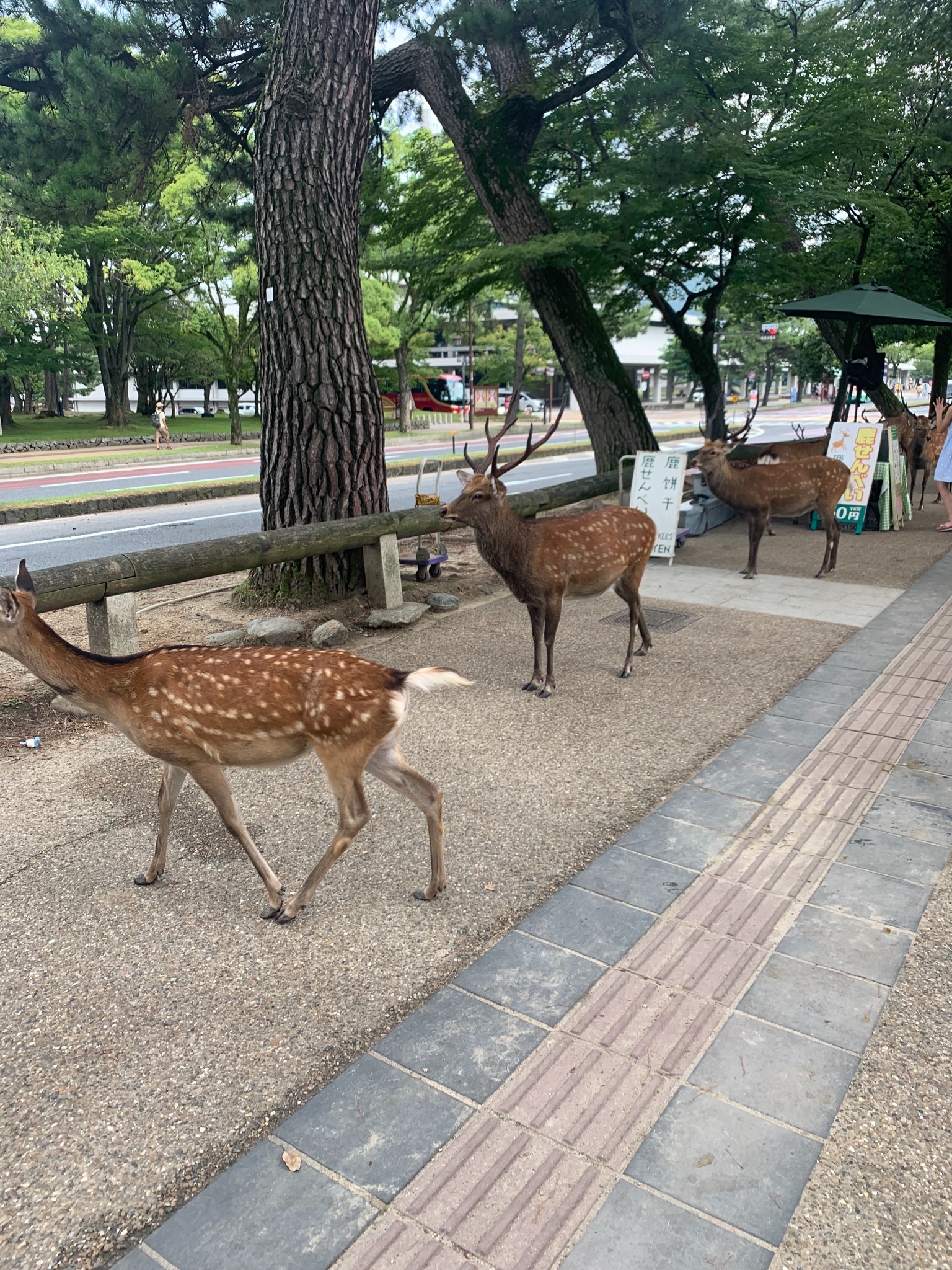 大阪自助遊攻略