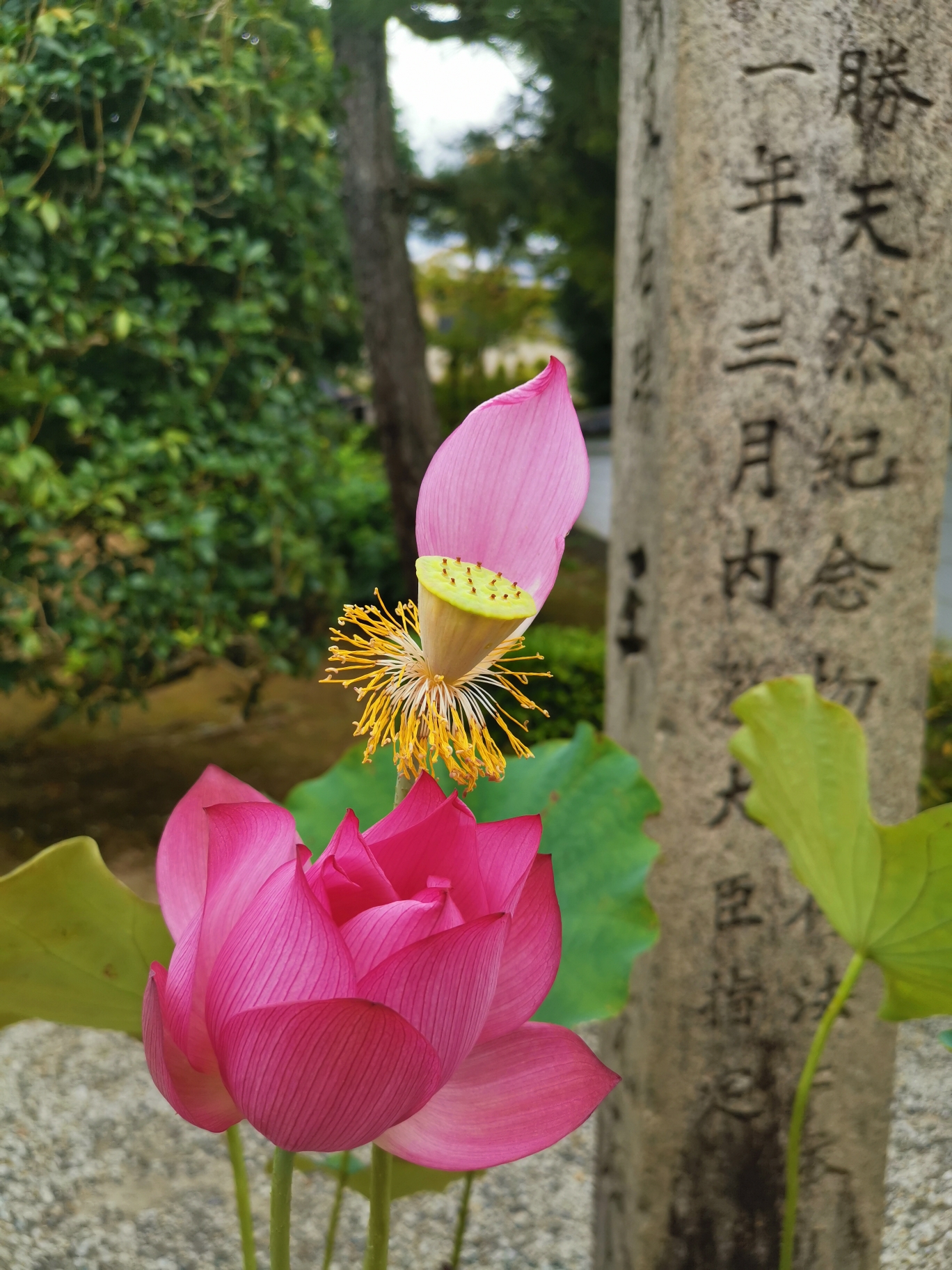 京都自助遊攻略