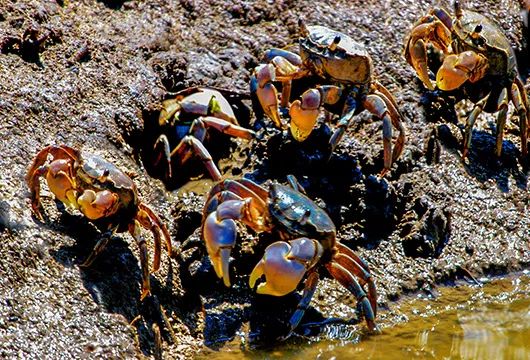 穿梭芦苇荡,探寻芦苇深处的秘密;拾贝采贝,现场烹饪