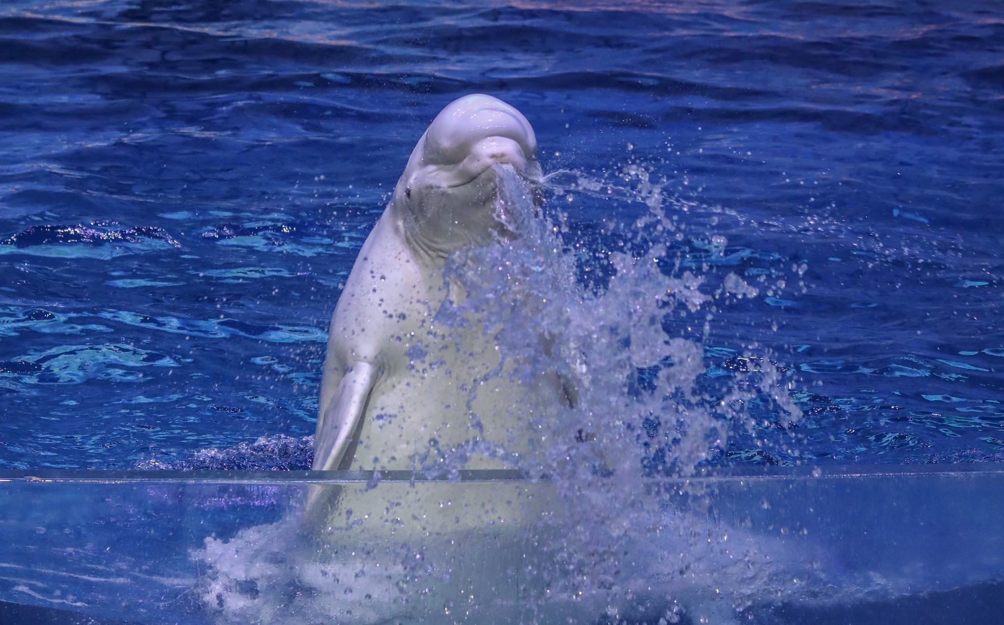 春节游珠海横琴长隆海洋王国,这份攻略务必收好