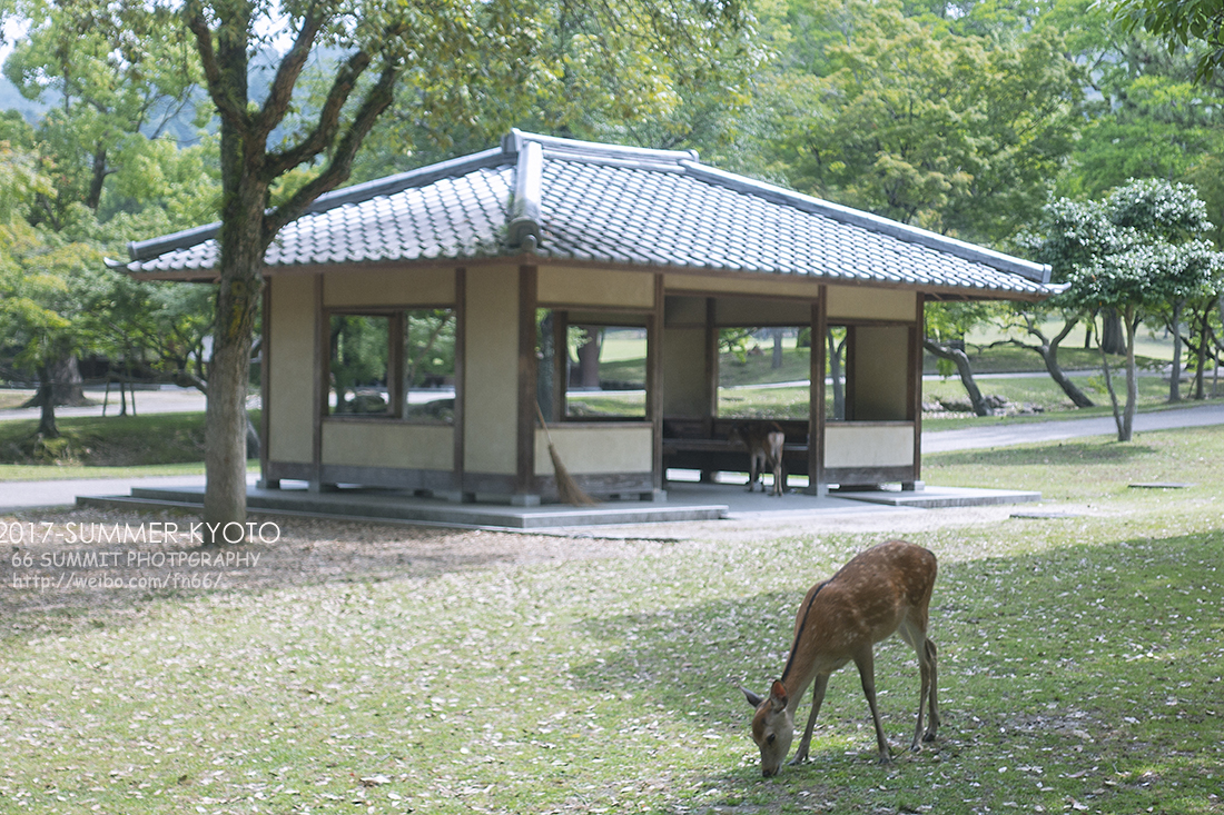 京都自助遊攻略