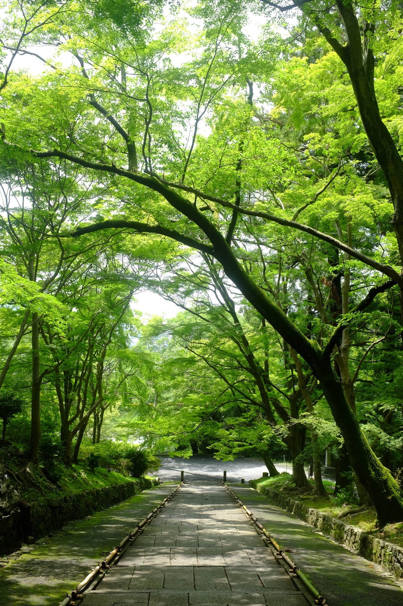 京都自助遊攻略