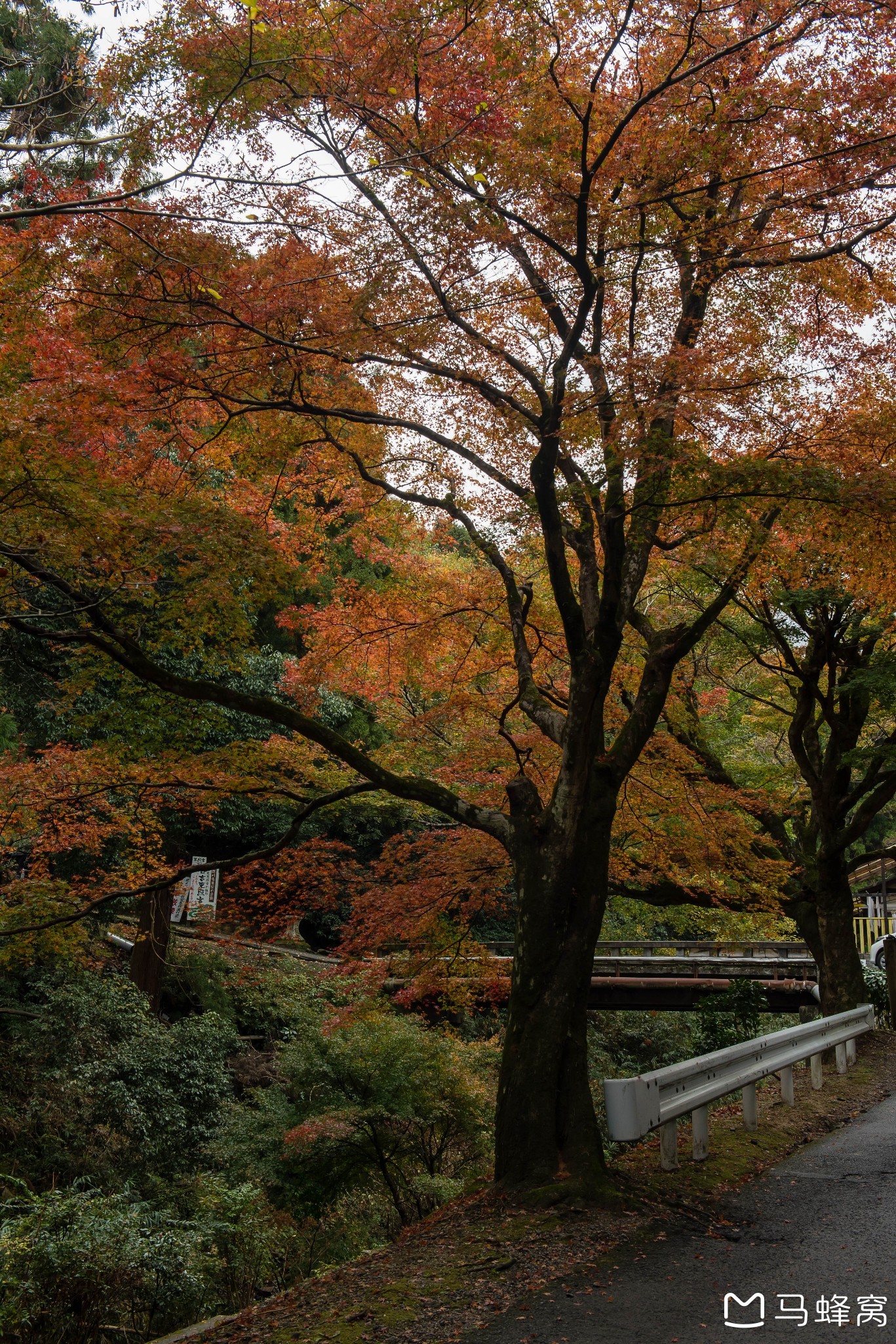 京都自助遊攻略